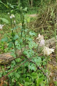 Ancolie vulgaire