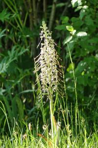 Orchis bouc