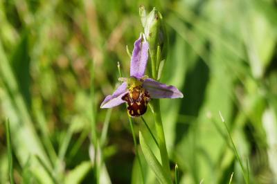 Ophrys abeille