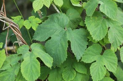 Houblon grimpant