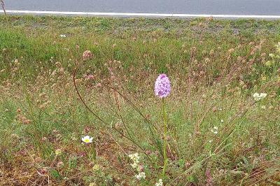 Orchis pyramidal