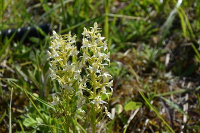 Orchis verdâtre