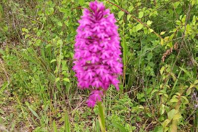 Orchis pyramidal