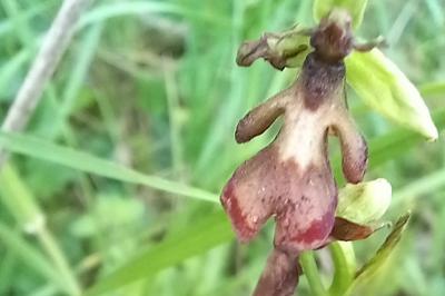 Ophrys mouche