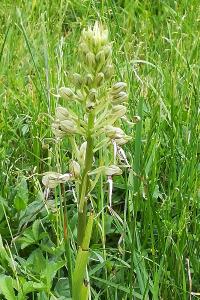 Orchis bouc