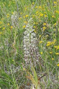 Orchis bouc