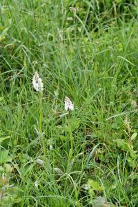 Orchis tacheté