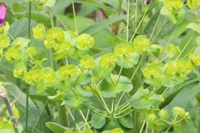 Euphorbia amygdaloides