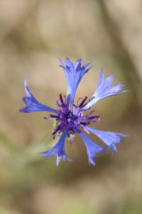 Bleuet
