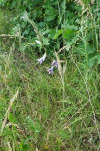Campanule raiponce