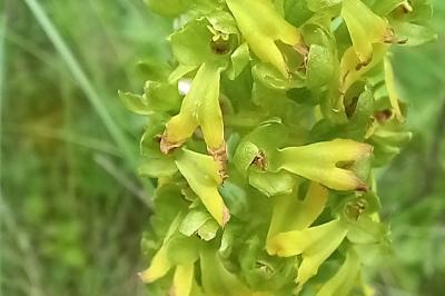 Neottia ovata
