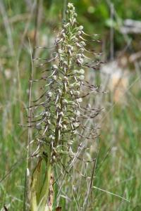 Orchis bouc