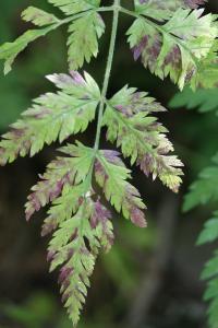 Cerfeuil des bois