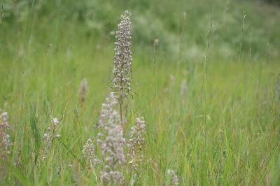 Orchis bouc