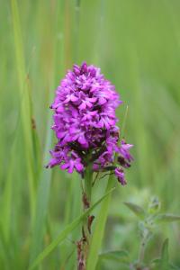 Orchis pyramidal
