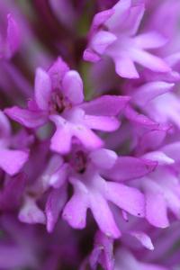 Orchis pyramidal
