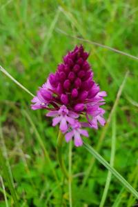 Orchis pyramidal