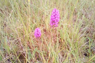 Orchis pyramidal