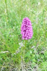 Orchis pyramidal