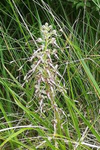 Orchis bouc