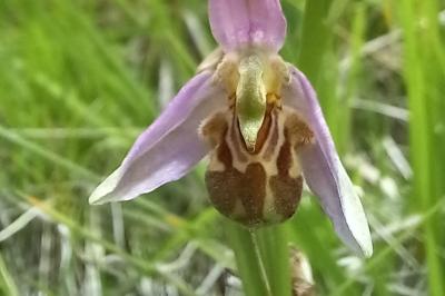 Ophrys abeille