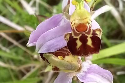 Ophrys abeille