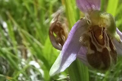 Ophrys abeille