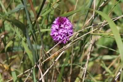 Orchis pyramidal