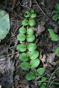 Lysimaque nummulaire