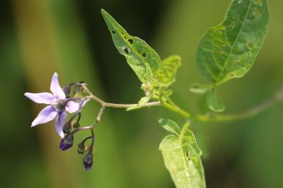 Solanum dulcamara