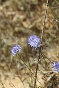 Jasione des montagnes