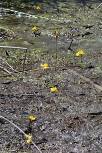Utriculaire citrine