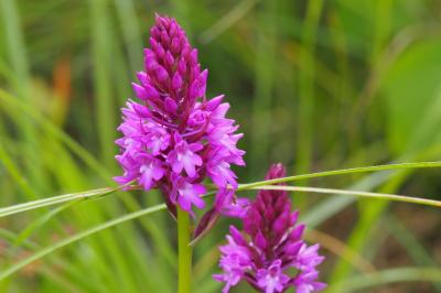 Orchis pyramidal