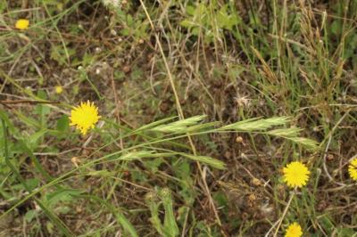 Brome faux Uniola