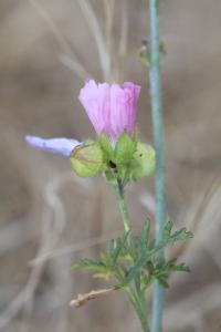 Mauve musquée