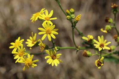 Jacobaea vulgaris