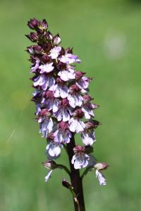 Orchis pourpre