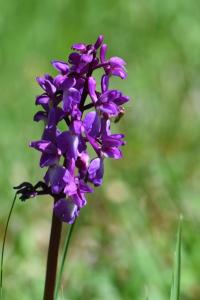Orchis mâle