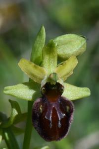 Ophrys araignée