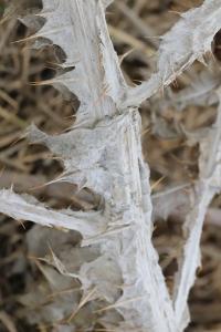 Onopordon faux-acanthe