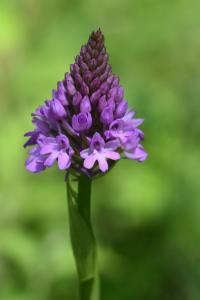 Orchis pyramidal