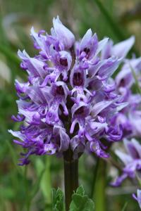 Orchis singe