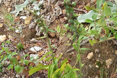 Épipactis à larges feuilles