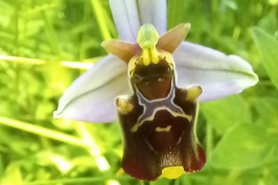 Ophrys bourdon