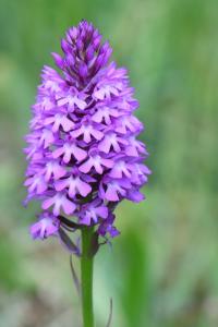 Orchis pyramidal