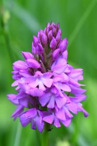 Orchis pyramidal