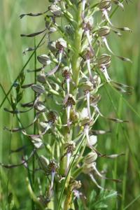 Orchis bouc