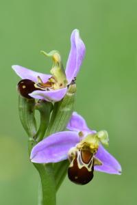 Ophrys abeille