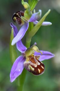 Ophrys abeille