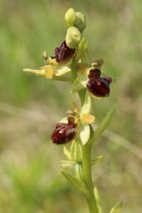 Ophrys araignée